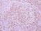 Epidermal Growth Factor antibody, GTX111099, GeneTex, Immunohistochemistry paraffin image 