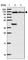 Oxysterol Binding Protein Like 7 antibody, HPA053083, Atlas Antibodies, Western Blot image 