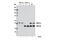 Glycogen Synthase Kinase 3 Alpha antibody, 5676S, Cell Signaling Technology, Western Blot image 