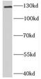 Basonuclin 2 antibody, FNab00927, FineTest, Western Blot image 