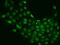 Mbt Domain Containing 1 antibody, 205756-T02, Sino Biological, Immunohistochemistry paraffin image 