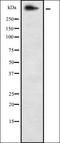 Olfactory Receptor Family 8 Subfamily B Member 2 antibody, orb337500, Biorbyt, Western Blot image 