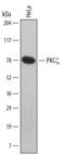 Protein Kinase C Zeta antibody, MAB6666, R&D Systems, Western Blot image 