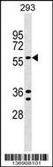 TRAF-Type Zinc Finger Domain Containing 1 antibody, 59-033, ProSci, Western Blot image 