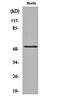 Hepatocyte Nuclear Factor 4 Alpha antibody, orb159751, Biorbyt, Western Blot image 