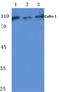 Cullin 1 antibody, A00658Y761, Boster Biological Technology, Western Blot image 