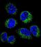 Gamma-Glutamyl Hydrolase antibody, LS-C166456, Lifespan Biosciences, Immunofluorescence image 