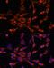 Inositol 1,4,5-Trisphosphate Receptor Type 3 antibody, 14-631, ProSci, Immunofluorescence image 