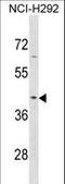 Serpin Family B Member 9 antibody, LS-C156047, Lifespan Biosciences, Western Blot image 