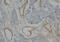 Collagen Type IV Alpha 1 Chain antibody, AM20613PU-N, Origene, Immunohistochemistry paraffin image 