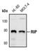 Receptor Interacting Serine/Threonine Kinase 1 antibody, PA5-17435, Invitrogen Antibodies, Western Blot image 