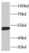 Thyroid Hormone Receptor Alpha antibody, FNab08672, FineTest, Western Blot image 