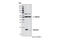 Baculoviral IAP Repeat Containing 5 antibody, 2808P, Cell Signaling Technology, Western Blot image 
