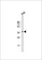 Ras Association Domain Family Member 2 antibody, MBS9216864, MyBioSource, Western Blot image 