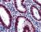 Geminin DNA Replication Inhibitor antibody, LS-B6226, Lifespan Biosciences, Immunohistochemistry frozen image 