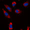 Stathmin 1 antibody, LS-C358351, Lifespan Biosciences, Immunofluorescence image 