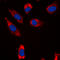 Lag antibody, LS-C358351, Lifespan Biosciences, Immunofluorescence image 