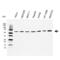 TNF Receptor Superfamily Member 11b antibody, VMA00060, Bio-Rad (formerly AbD Serotec) , Western Blot image 