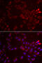 Glycine Amidinotransferase antibody, 22-341, ProSci, Immunofluorescence image 