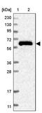 Copine 3 antibody, PA5-56186, Invitrogen Antibodies, Western Blot image 