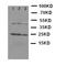 Growth Hormone 1 antibody, orb48040, Biorbyt, Western Blot image 
