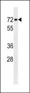 Germ Cell-Less 2, Spermatogenesis Associated antibody, PA5-49070, Invitrogen Antibodies, Western Blot image 