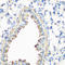 Caveolin 3 antibody, A00990-1, Boster Biological Technology, Immunohistochemistry paraffin image 