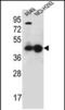 Transcriptional activator protein Pur-alpha antibody, PA5-71582, Invitrogen Antibodies, Western Blot image 