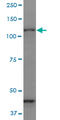 Protocadherin Gamma Subfamily C, 3 antibody, LS-C139231, Lifespan Biosciences, Western Blot image 