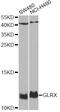 Glutaredoxin antibody, A5315, ABclonal Technology, Western Blot image 