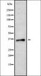 Arginyltransferase 1 antibody, orb338022, Biorbyt, Western Blot image 