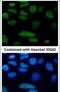 POU Class 5 Homeobox 1 antibody, PA5-27194, Invitrogen Antibodies, Immunofluorescence image 