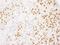 RALY Heterogeneous Nuclear Ribonucleoprotein antibody, A302-069A, Bethyl Labs, Immunohistochemistry frozen image 