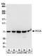 Propionyl-CoA Carboxylase Subunit Alpha antibody, A304-324A, Bethyl Labs, Western Blot image 