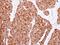 Sorting Nexin 7 antibody, NBP2-20450, Novus Biologicals, Immunohistochemistry frozen image 