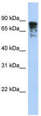 Drp3 antibody, TA340020, Origene, Western Blot image 