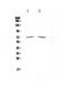 Histone Deacetylase 10 antibody, PA5-79350, Invitrogen Antibodies, Western Blot image 