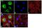Stratifin antibody, MA5-11663, Invitrogen Antibodies, Immunofluorescence image 