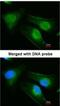 DnaJ Heat Shock Protein Family (Hsp40) Member B6 antibody, NBP1-32175, Novus Biologicals, Immunocytochemistry image 