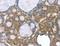 G Protein Subunit Alpha Transducin 3 antibody, LS-C406431, Lifespan Biosciences, Immunohistochemistry frozen image 