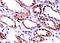 Collagen Type XVIII Alpha 1 Chain antibody, 251198, Abbiotec, Immunohistochemistry paraffin image 