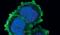 Villin 1 antibody, PA5-17290, Invitrogen Antibodies, Immunofluorescence image 