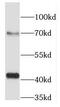 DNA Methyltransferase 3 Like antibody, FNab02486, FineTest, Western Blot image 