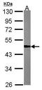 Tu Translation Elongation Factor, Mitochondrial antibody, PA5-27511, Invitrogen Antibodies, Western Blot image 