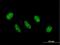 Zinc Finger CCCH-Type Containing 11A antibody, H00009877-B01P, Novus Biologicals, Immunofluorescence image 
