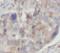 Syntaxin Binding Protein 2 antibody, FNab08361, FineTest, Immunohistochemistry paraffin image 