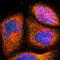 BOP antibody, NBP1-93956, Novus Biologicals, Immunofluorescence image 