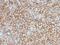 Cell surface glycoprotein MUC18 antibody, AE00285, Aeonian Biotech, Immunohistochemistry frozen image 