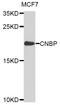 CCHC-Type Zinc Finger Nucleic Acid Binding Protein antibody, STJ111535, St John
