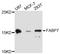 Fatty Acid Binding Protein 7 antibody, abx125834, Abbexa, Western Blot image 